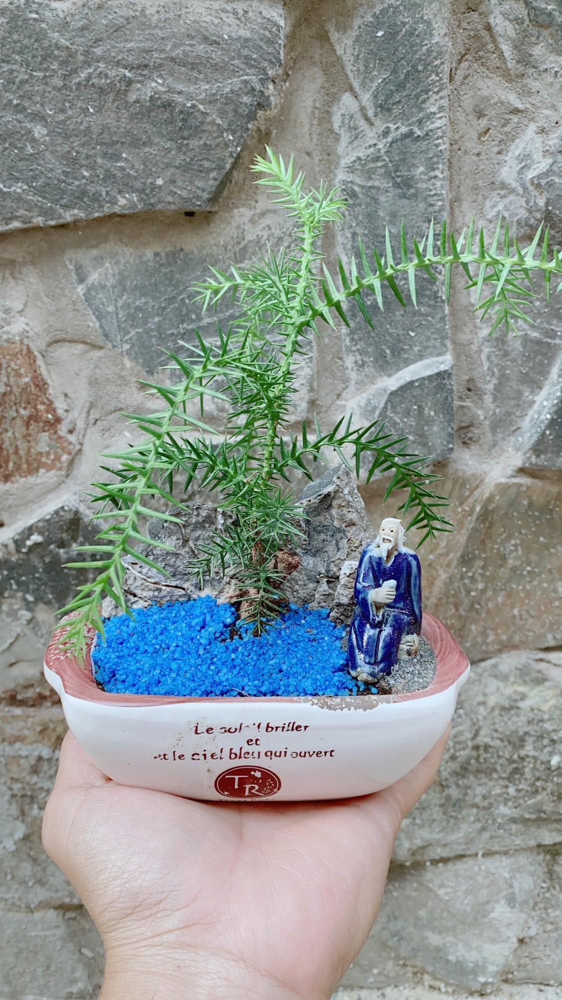 Chậu Tùng Bồng Lai