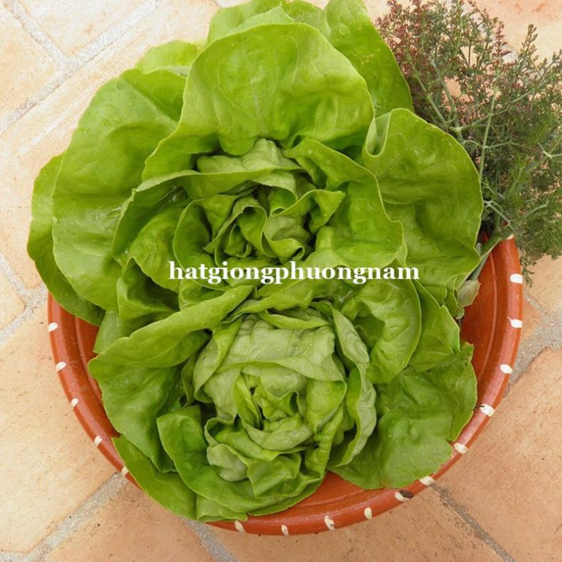2GR - HẠT GIỐNG XÀ LÁCH BÚP MỠ
