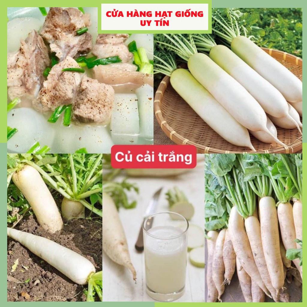 Hạt Giống Củ Cải Trắng F1 Siêu Dễ Trồng ( gói 50gram ,100gram,200gram)