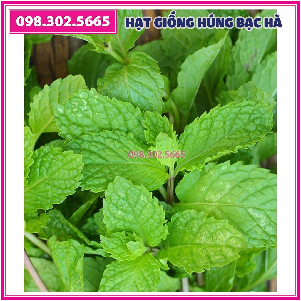 Hạt giống rau húng bạc hà - gói 0,5 gam - hạt chất lượng cao, nảy mầm tốt