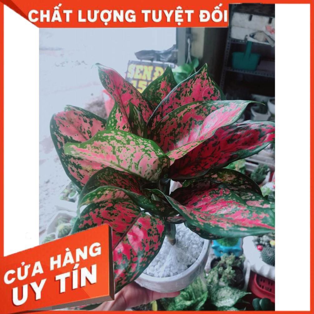 Chậu vạn lộc