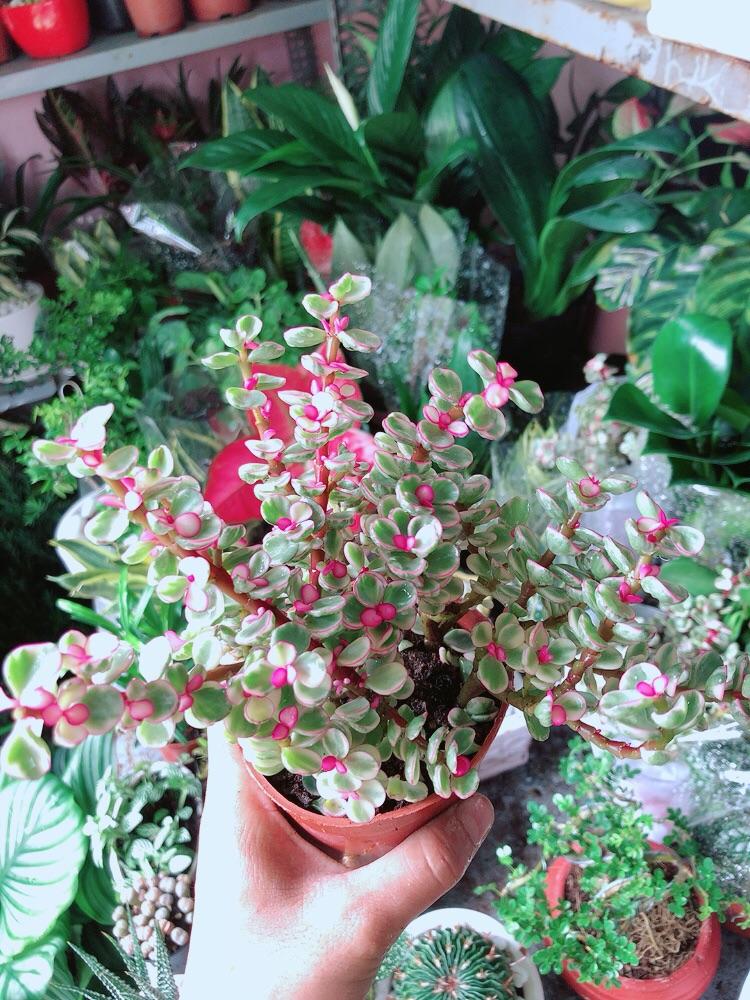 Cây Cành Vàng Lá Ngọc