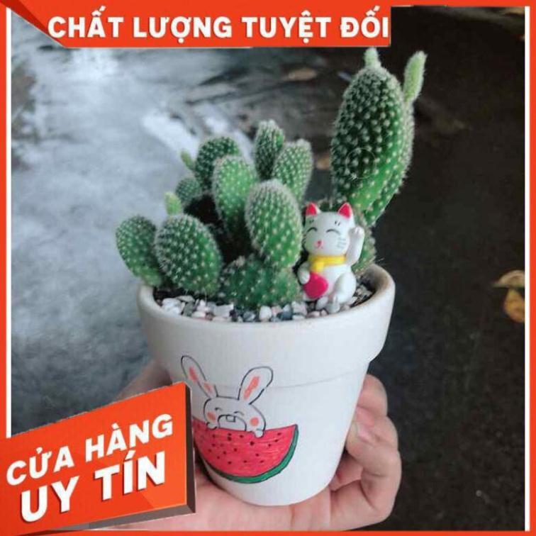 Chậu xương rồng tiểu cảnh Nhiều Người Mua