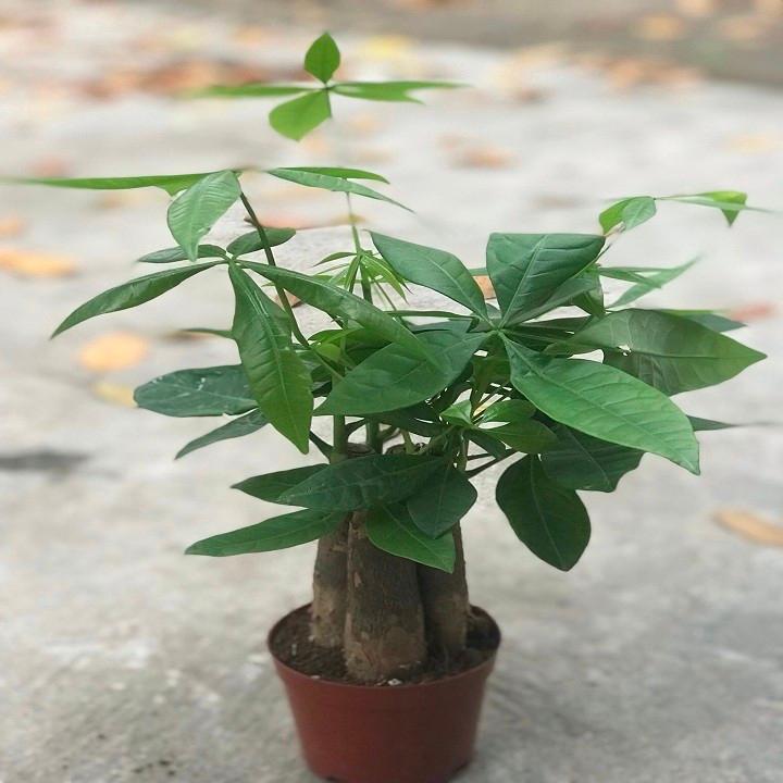 Cây kim ngân 3 thân cây đẹp chuẩn giống