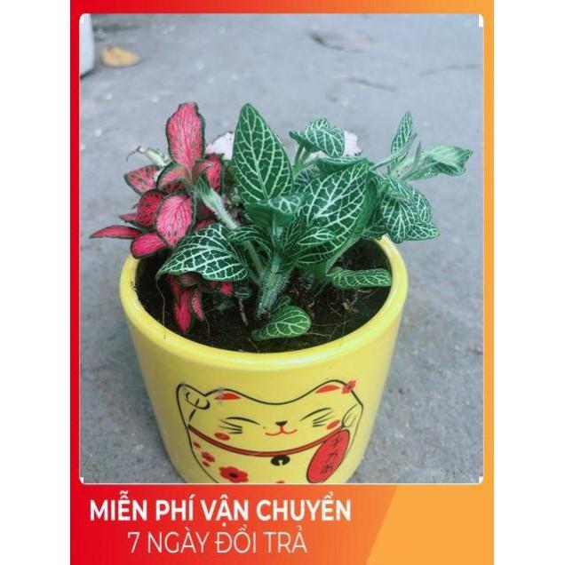 Chậu Cẩm Nhung Xanh+Đỏ+Hồng