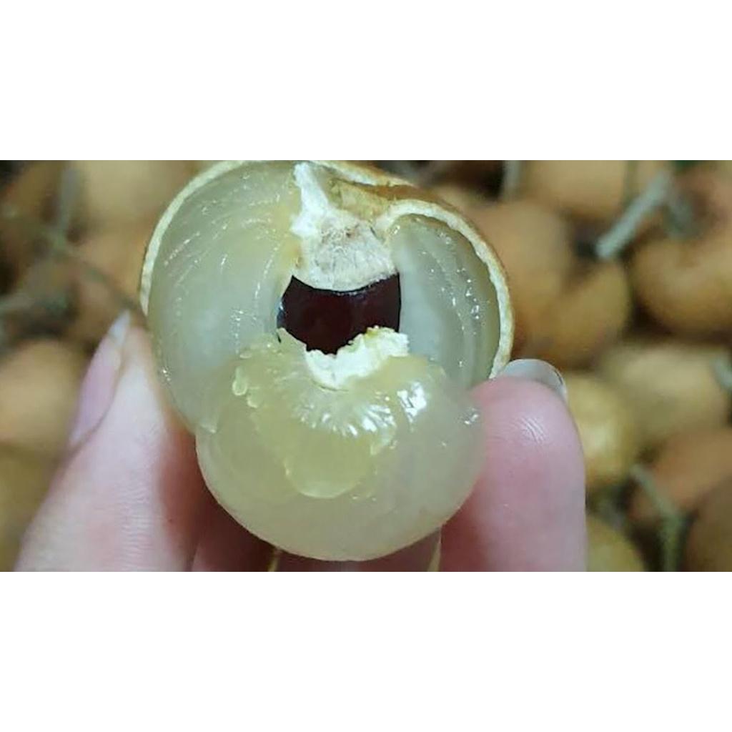 Cây Giống Nhãn Xuồng Cơm Vàng__Ghép chui cành, cao 80-100cm trồng chậu được nhanh cho trái