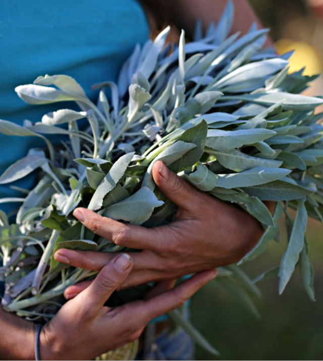 Lá xô thơm (white sage hay sage trắng)