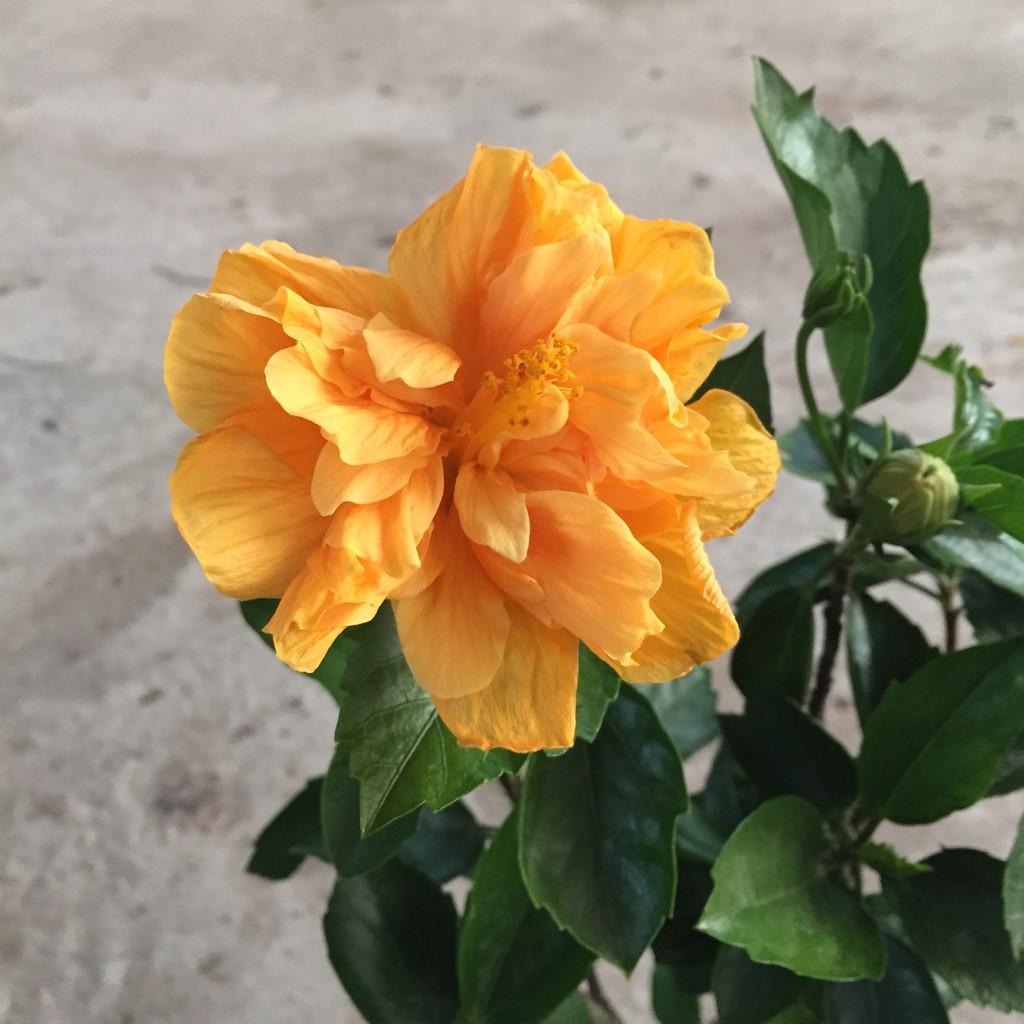 Cây dâm bụt vàng hoa kép, chiều cao cây 25-30cm sức sống mãnh liệt dễ dàng chăm sóc