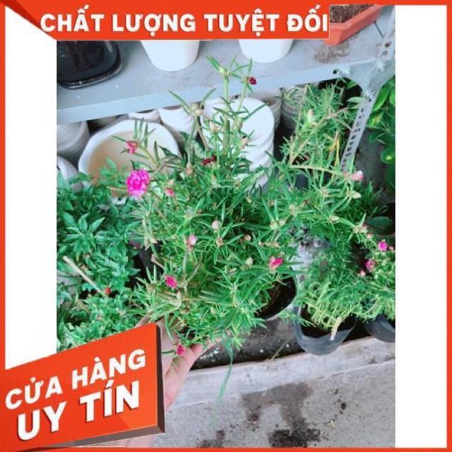 Chậu mười giờ giống khoẻ đẹp