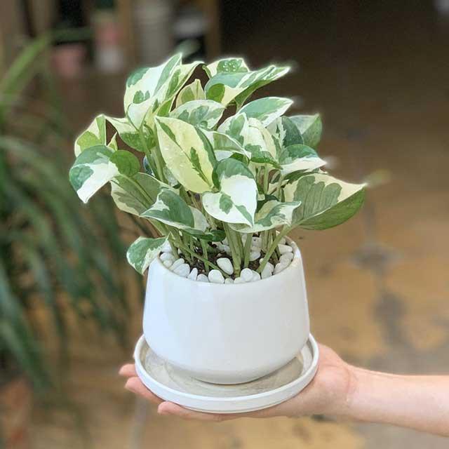 Cây Trầu Bà Cẩm Thạch để bàn - Cây Trầu Bà Sữa dễ chăm sóc