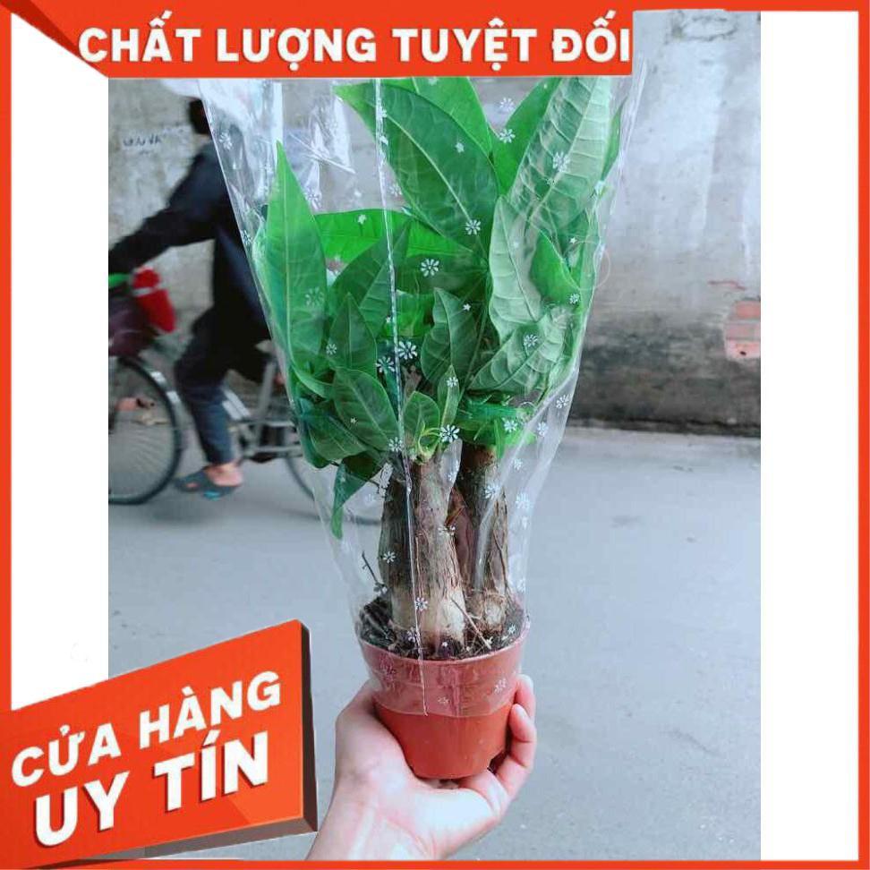 Chậu kim ngân 3 thân Nhiều Người Mua