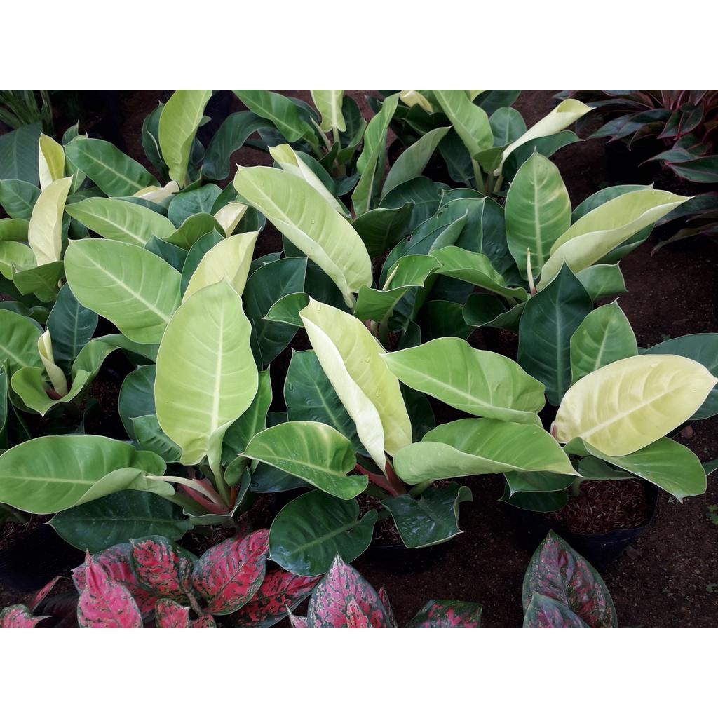 CÂY TRẦU BÀ ĐẾ VƯƠNG VÀNG *