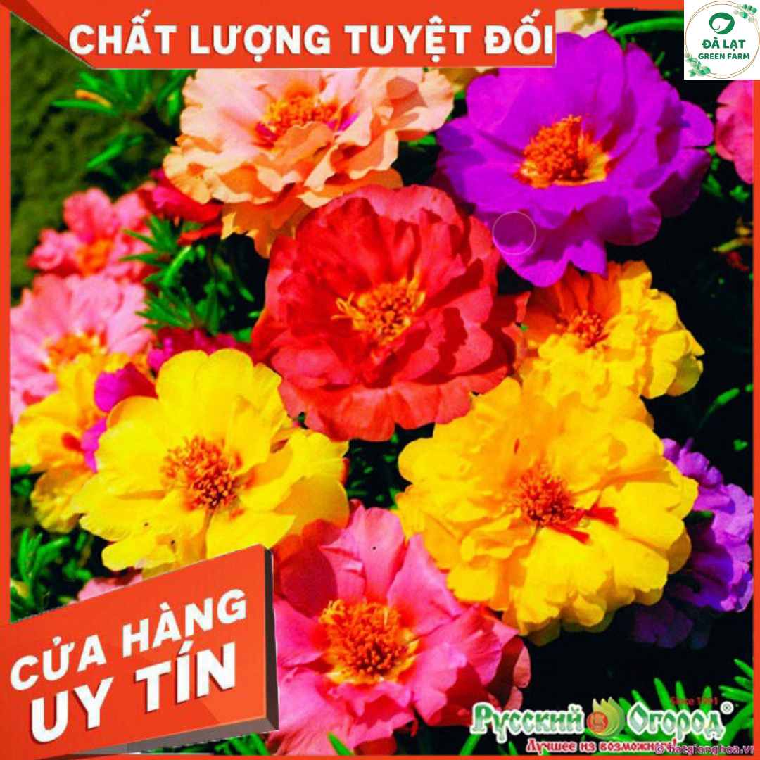 100H_HẠT GIỐNG HOA MƯỜI GIỜ MỸ KÉP (SIÊU NẢY MẦM)