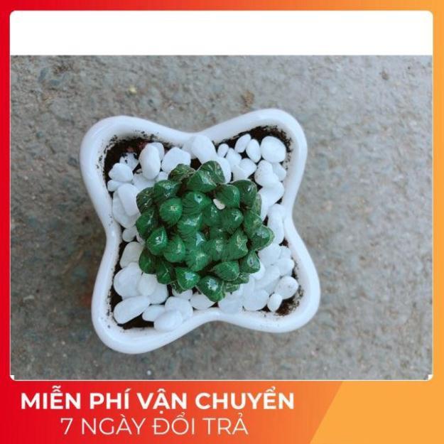 Chậu Kim Cương Xanh Lá