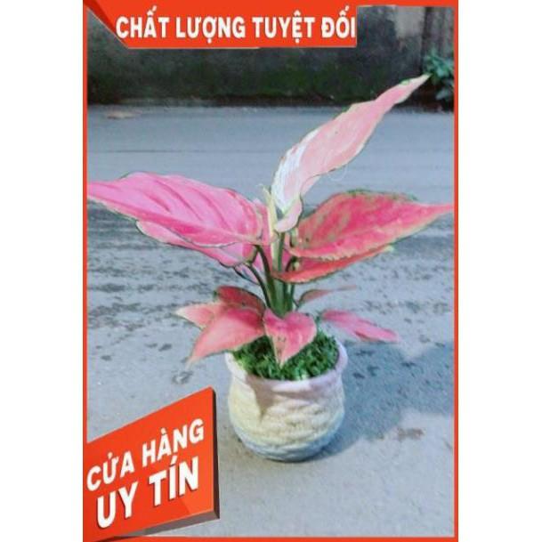 Chậu Vạn Lộc Hồng