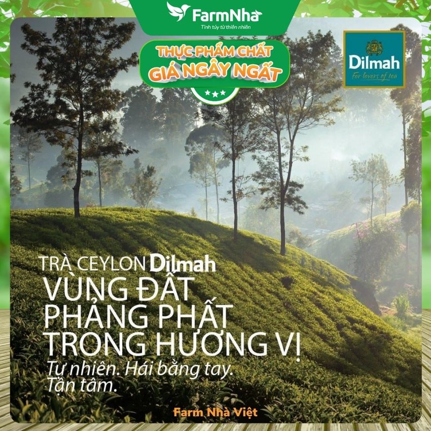 Trà Dilmah Lychee túi lọc 30g 20 túi x 1.5g - Tinh hoa trà Sri Lanka