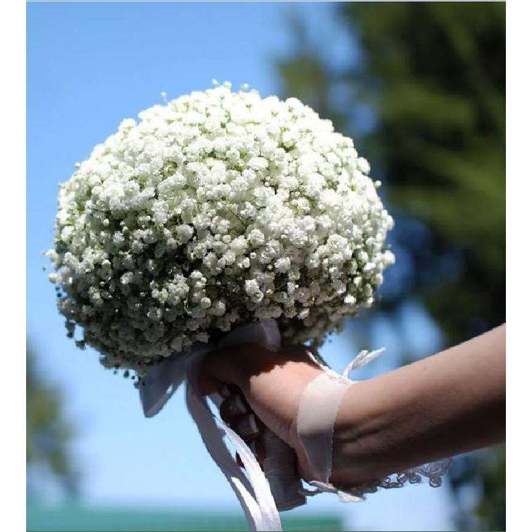 Hạt giống hoa Baby trắng – Gói 100 hạt