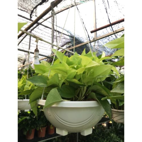 Bộ 4 chậu trầu bà lá vàng