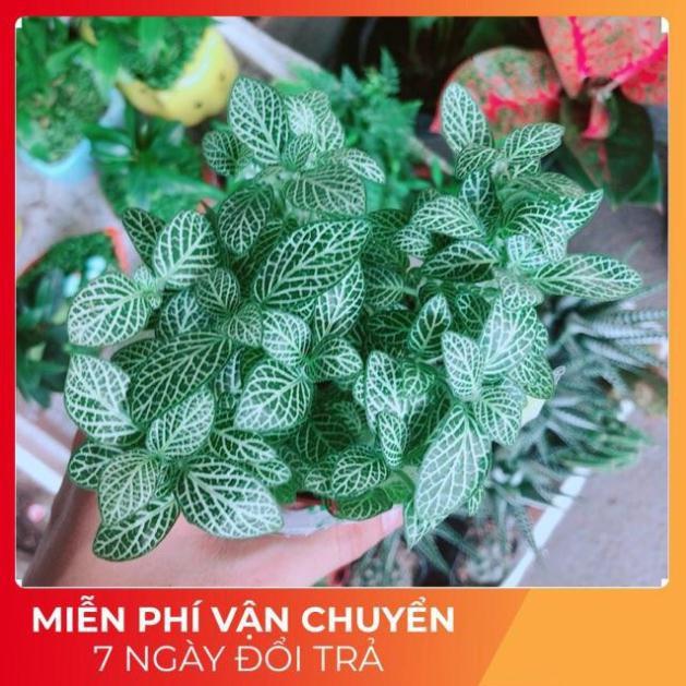Cẩm Nhung Xanh