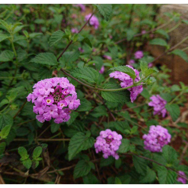 Ngũ sắc tím rũ bầu ươm