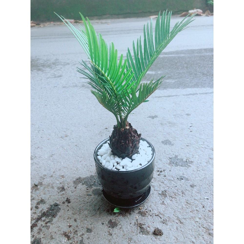 Chậu Cây Thiên Tuế