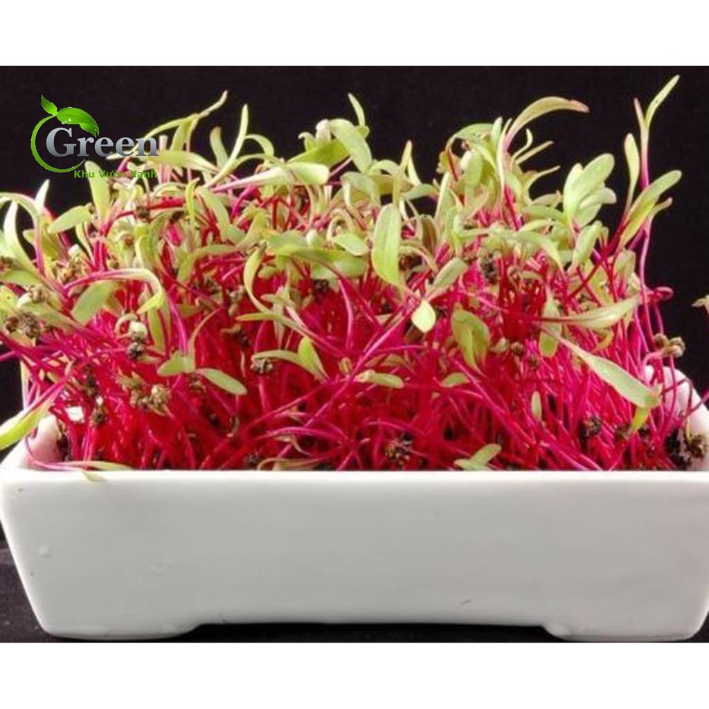 Hạt Giống Rau Mầm Củ Dền Đỏ