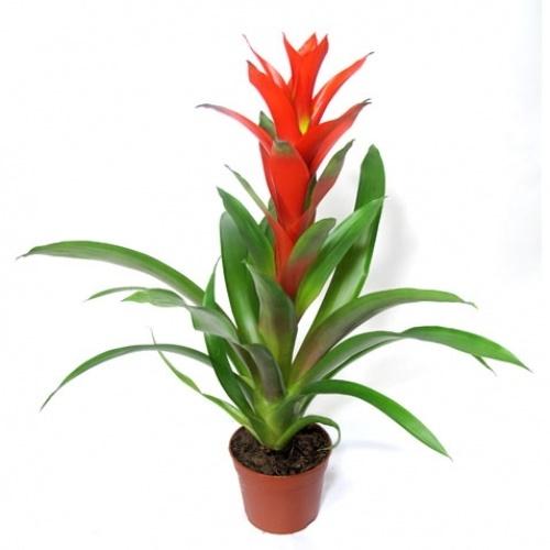 CÂY LAN ĐUỐC ĐỎ , CÂY NẾN ĐỎ