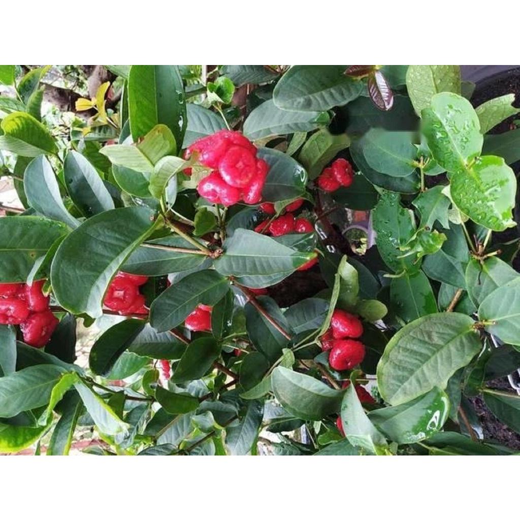 COMBO 2 Cây giống Mận Hoàng Yến.