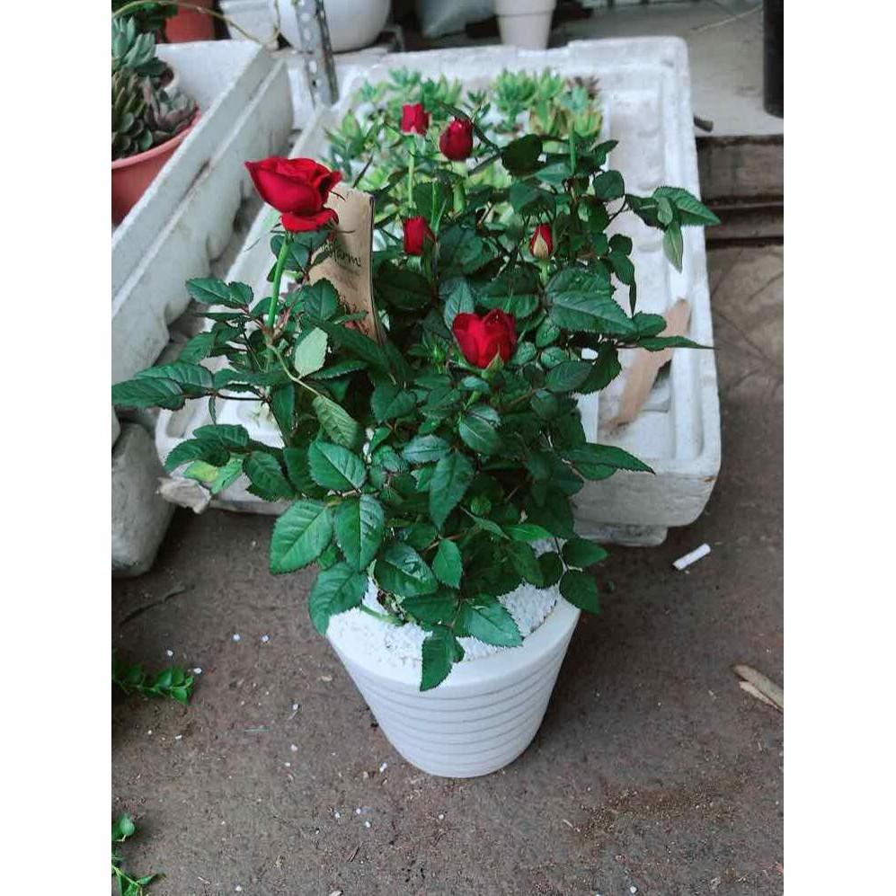 Chậu cây hoa hồng Bán Chạy