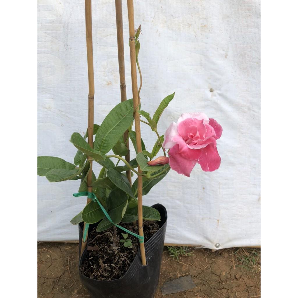 Chậu hoa Hồng anh cánh kép cho tường nhà rực rỡ