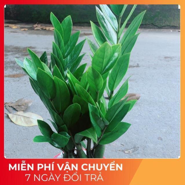 Chậu Kim Phát Tài