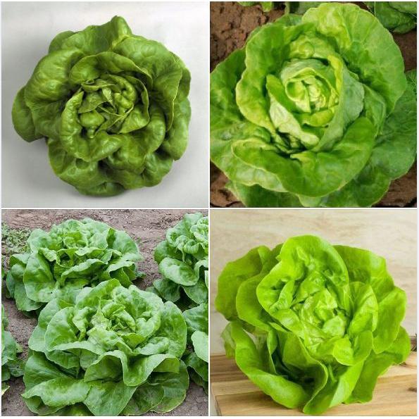 Hạt giống Xà lách đăm xanh cao sản - 1 gói 2gram