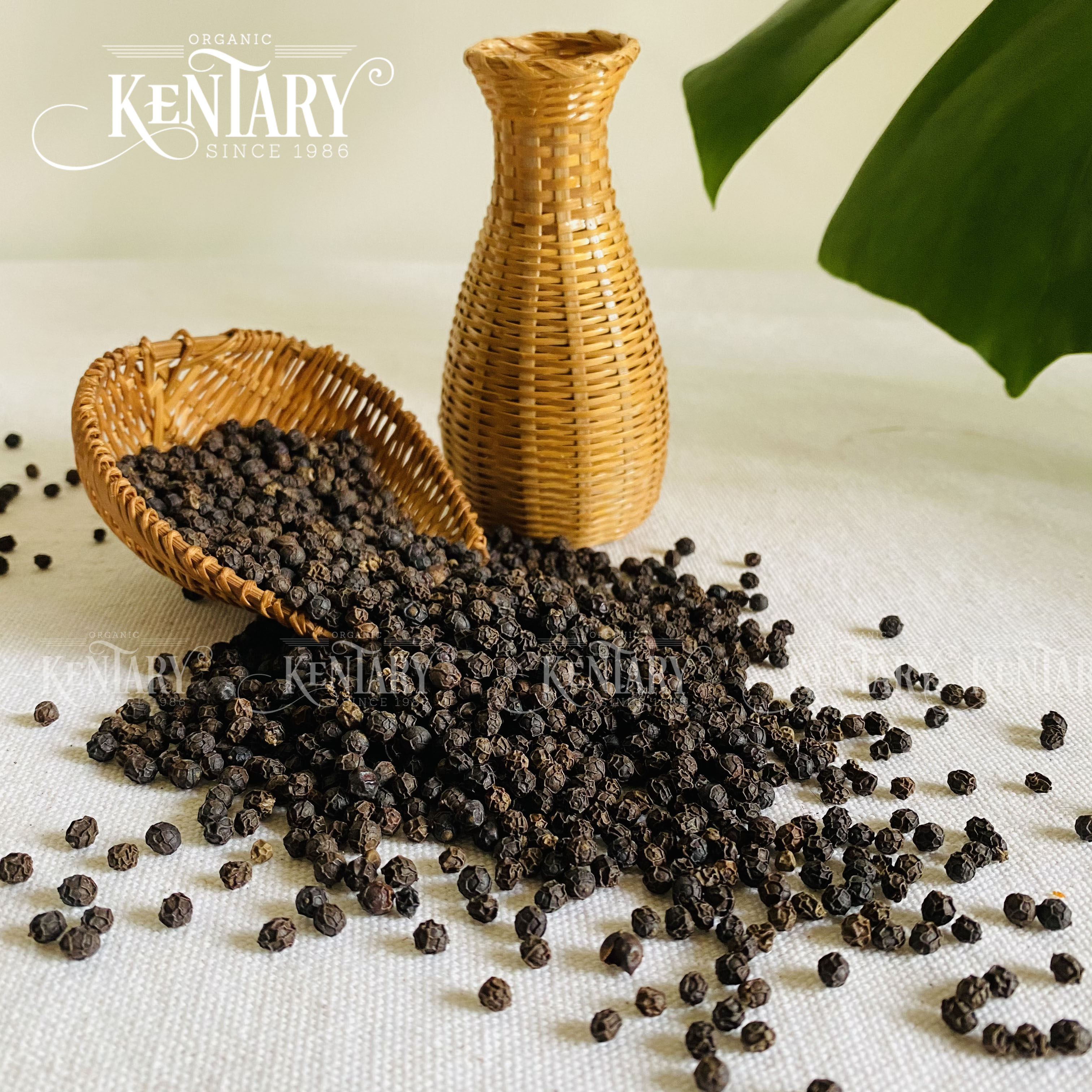 Hạt tiêu đen Gio Linh organic Kentary túi 100gr - Trồng đất đỏ bazan - Hạt chắc, thơm nồng cay đặc biệt, không hóa chất