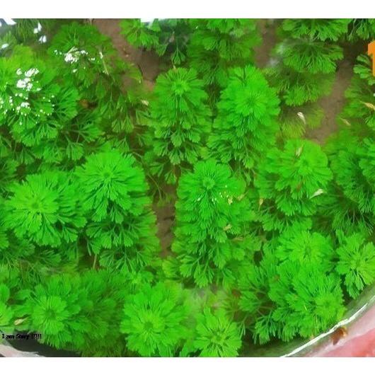 Combo 12 loại cây thủy sinh cắt cắm
