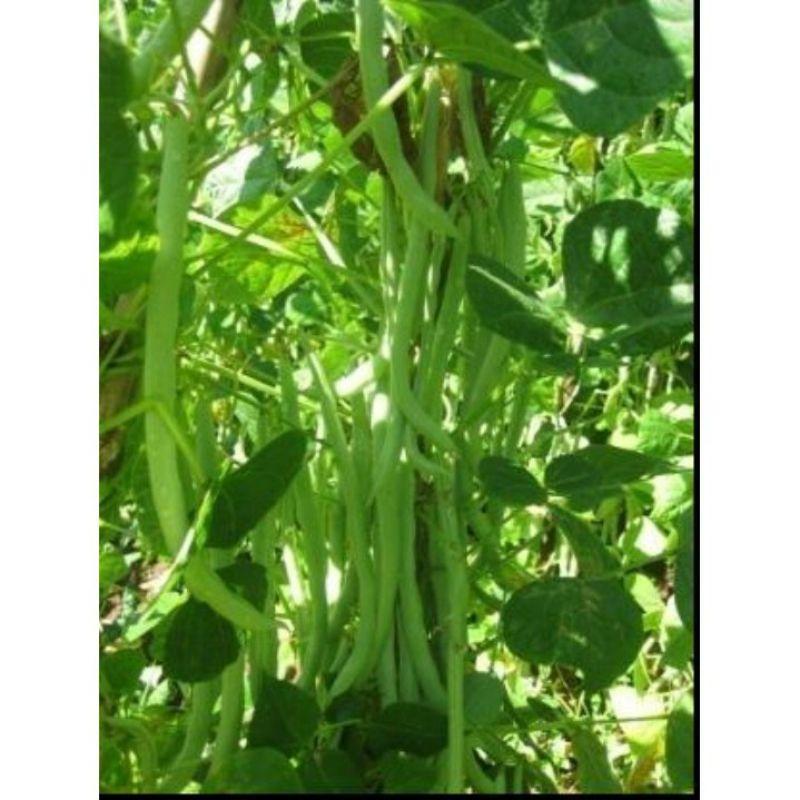 20gram hạt giống đậu cove xanh leo