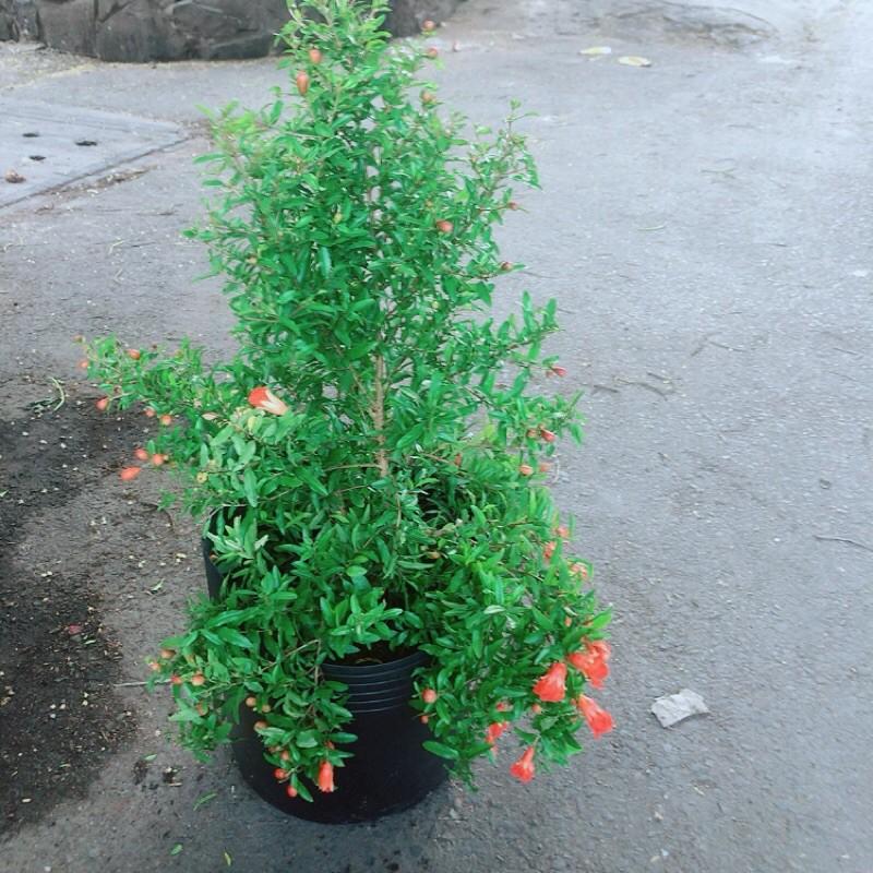 Cây Lựu Đang Ra Hoa