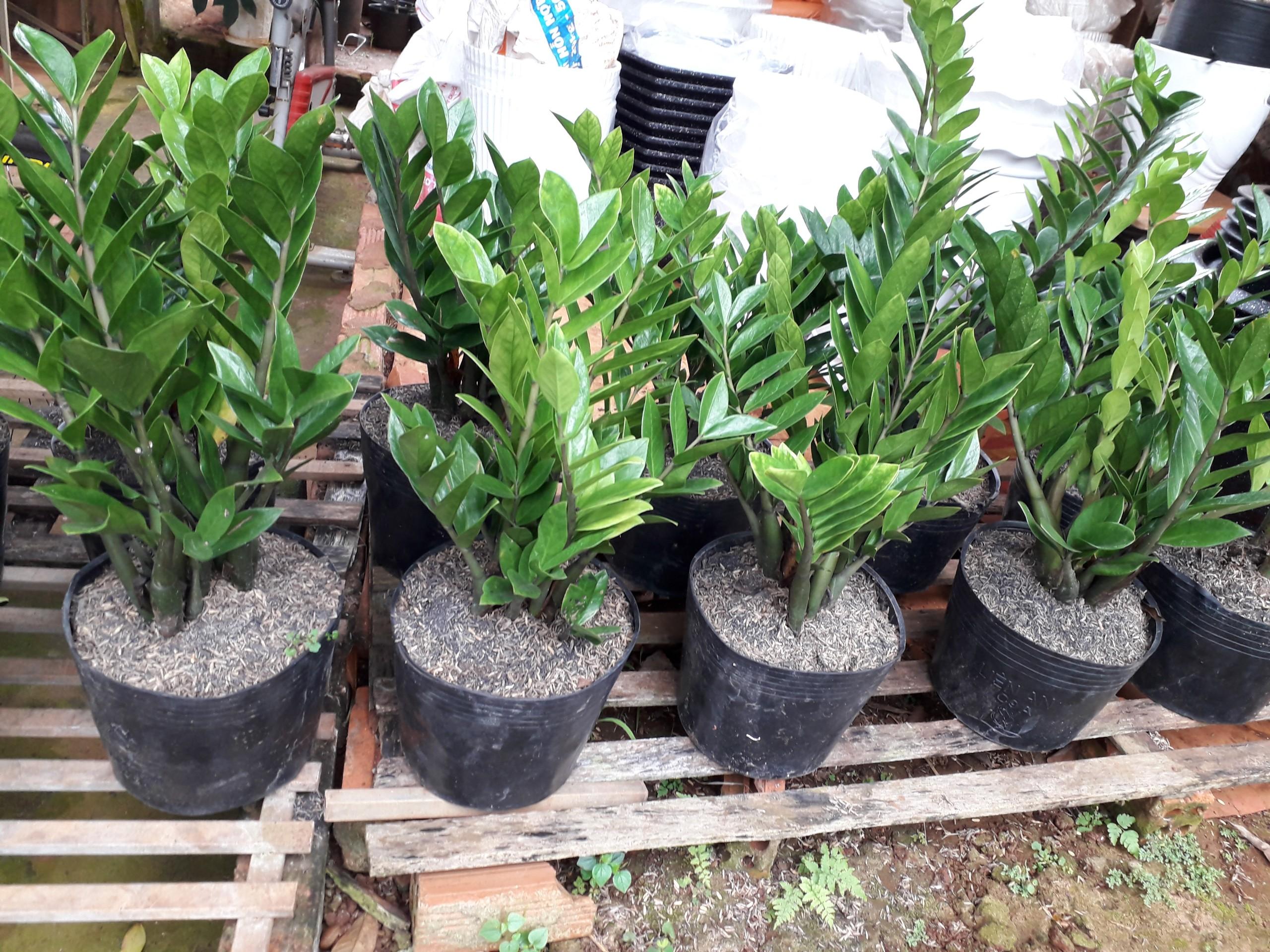 CÂY KIM TIỀN [ CÂY PHONG THỦY TỐT &amp; ĐẸP NHƯ HÌNH ] &amp;