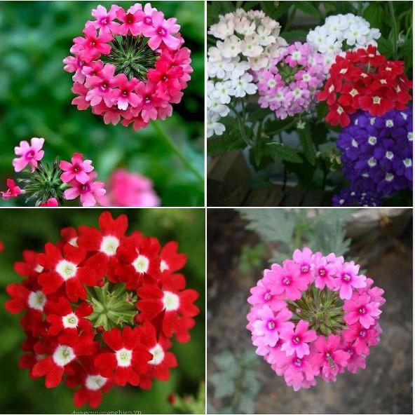 Hạt giống hoa vân anh Nhiều màu - gói 50 hạt
