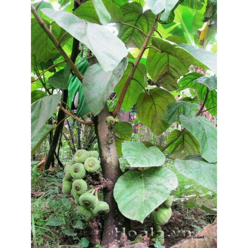 Cây Vả mật giống lá to Cây Đã Có Quả 981SP