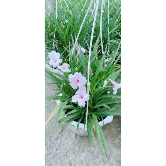 Chậu Hoa Chiều HồnG