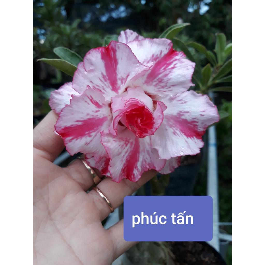 CÂY HOA SỨ THÁI CÁNH KÉP "PHÚC TẤN "