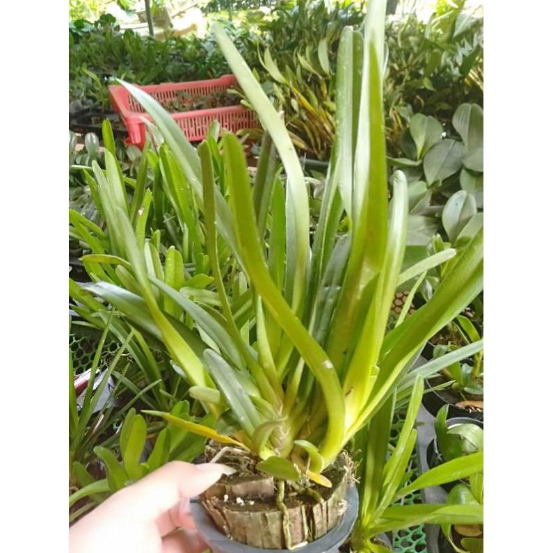 Hoa phong lan kiếm lùn thái