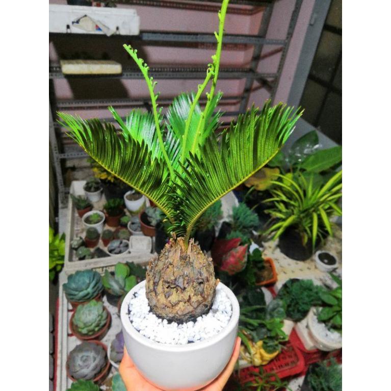 Chậu cây vạn tuế Bán Chạy