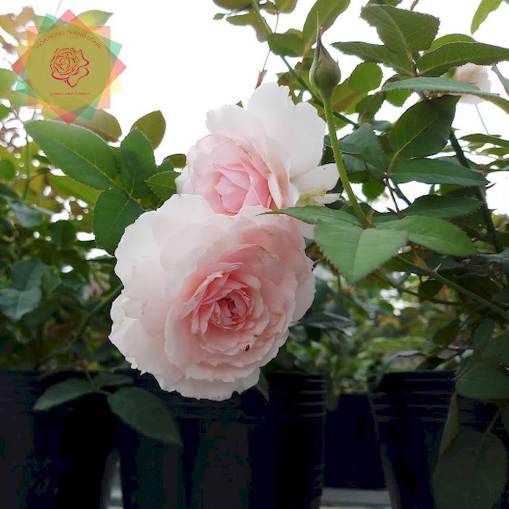 Cây hoa hồng ngoại Misaki trắng tiểu thư (bụi) - Hoa hồng Thăng Long Flower