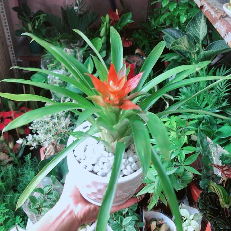 Chậu Phong Lộc Hoa