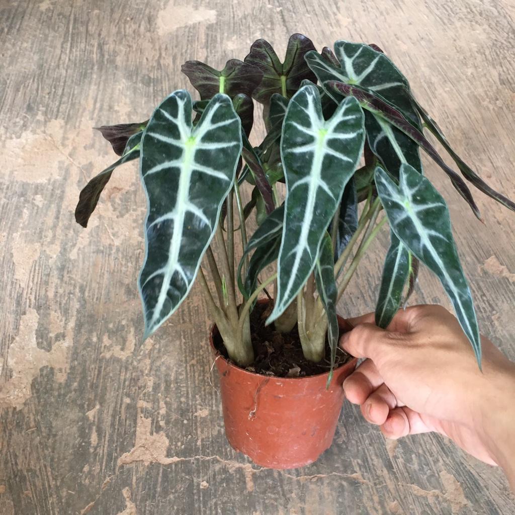 Cây Môn Tím Để Bàn,Trang Trí Phòng