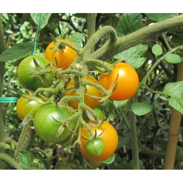 Giống cà chua bi lùn vàng