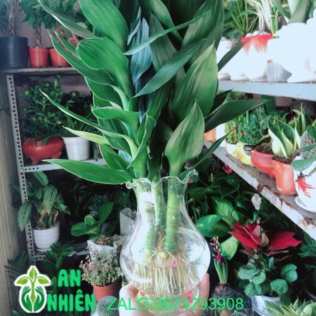 Chậu Cây Phát Tài Búp Sen