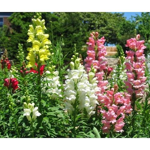 Hạt giống hoa mõm sói MIX Màu - 100hạt/gói