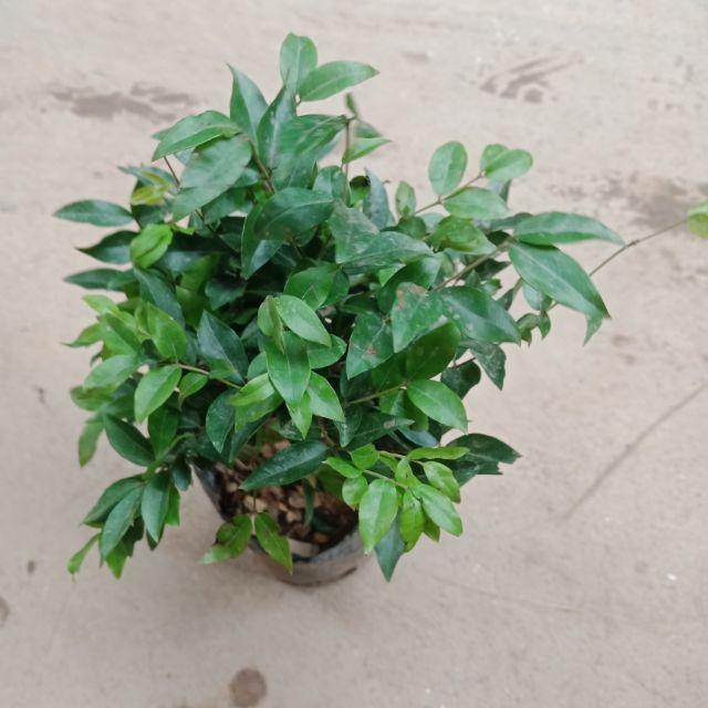 Nho  gỗ  tứ  quý.  Cho xem. Hàng  khi nhận